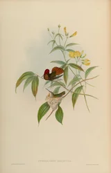 Chrysolampis moschitus